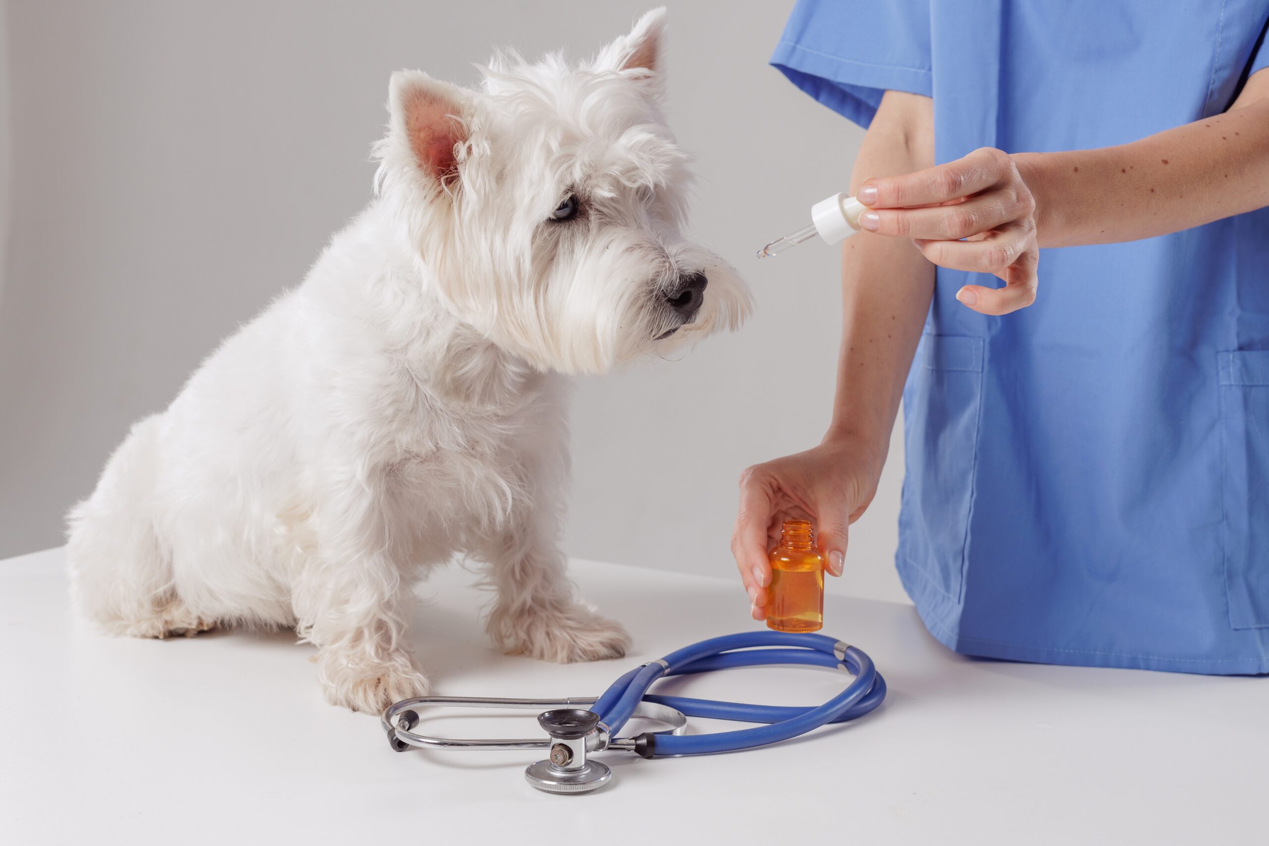 Pet Prescriptions